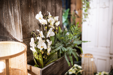 Fleuriste Lège-Cap-Ferret : acheter vos bouquets de fleurs